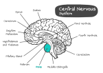 brain-diagram-colored pons